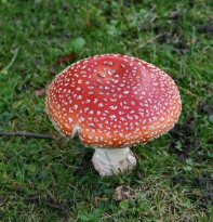 Photo of the fungus Amanita muscari