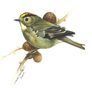 Painting of a male goldcrest by John Caffrey