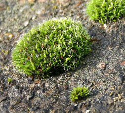 Photo of the moss Grimmia pulvinata