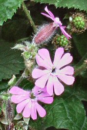 pic of red campion flower
