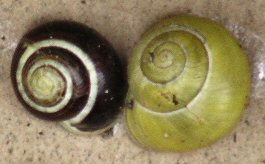 pic of snail Cepaea showing banding