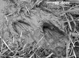foot print of roe deer in winter mud