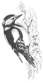 Drawing of great spotted woodpecker by J Caffrey