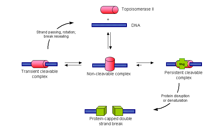 mechanism of topoisomerase