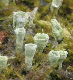 Photo of podetia of Cladonia chlorophaea