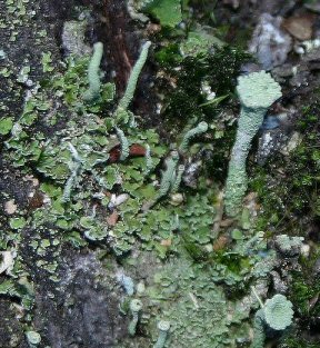 Photo of lichen Cladonia chlorophaea