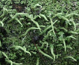 Photo of lichen Cladonia coniocraea