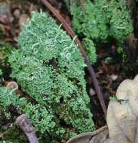 Photo of lichen Cladonia coniocraea - small