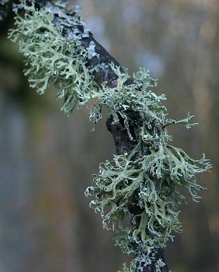 Photo of lichen Evernia prunastri