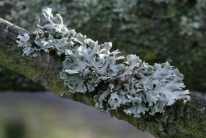 Photo of lichen Hypogymnia physodes