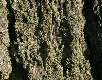 Photo of lichen Lecanora conizaeoides