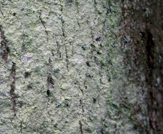 Photo of lichen Lecanora expallens