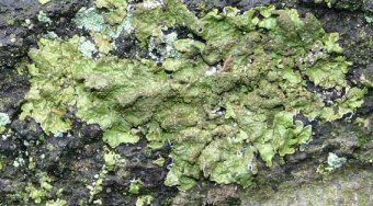 Photo of lichen Melaniela fuliginosa