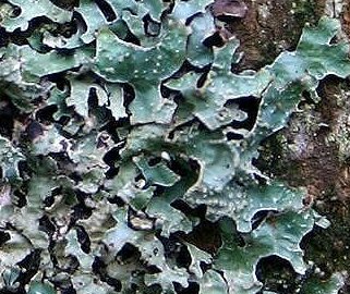Photo of lichen Parmelia sulcata