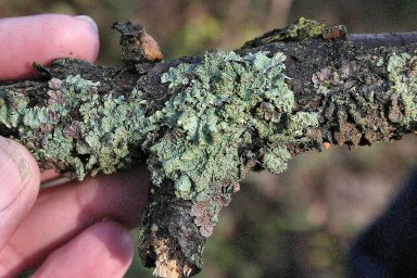 Photo of lichen Parmelia sulcata (2)