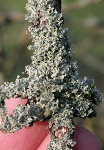 Photo of lichen Physcia tenella