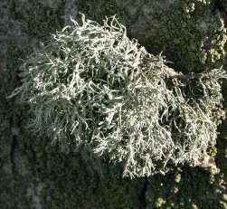 Photo of lichen Ramalina farinacea