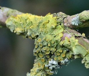 Xanthoria - a nitrogen-loving lichen