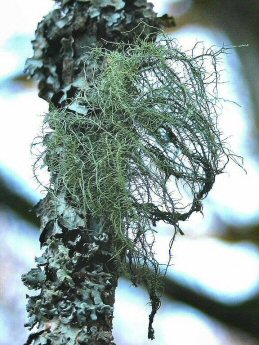 Photo of lichen Usnea subfloridana