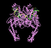 The structure of DNA-bound human topoisomerase II alpha - Wendorff et al