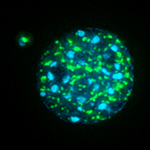 Micronucleus formed in a C127 mouse cell after etoposide treatment