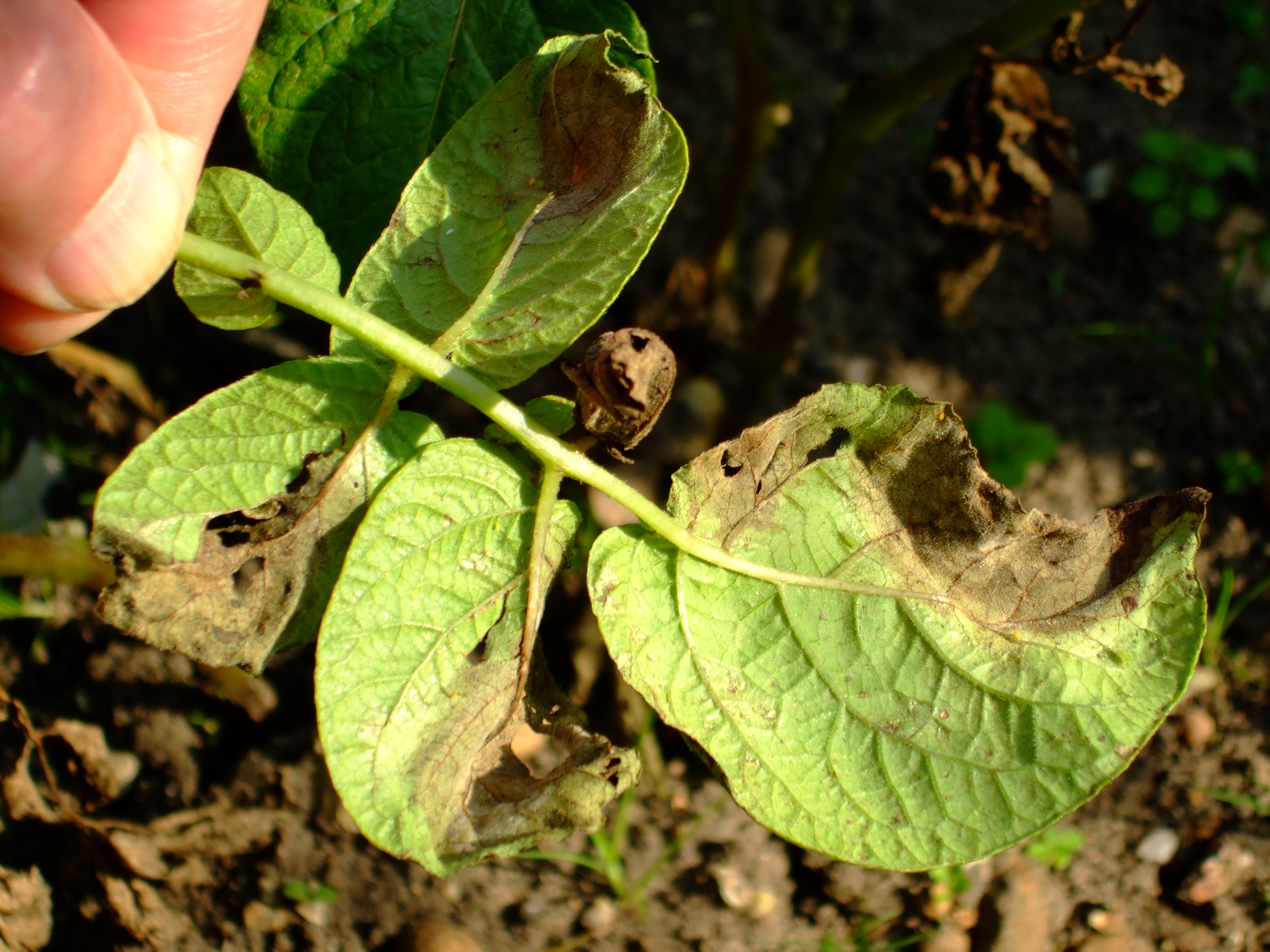 How can you find pictures of potato disease?