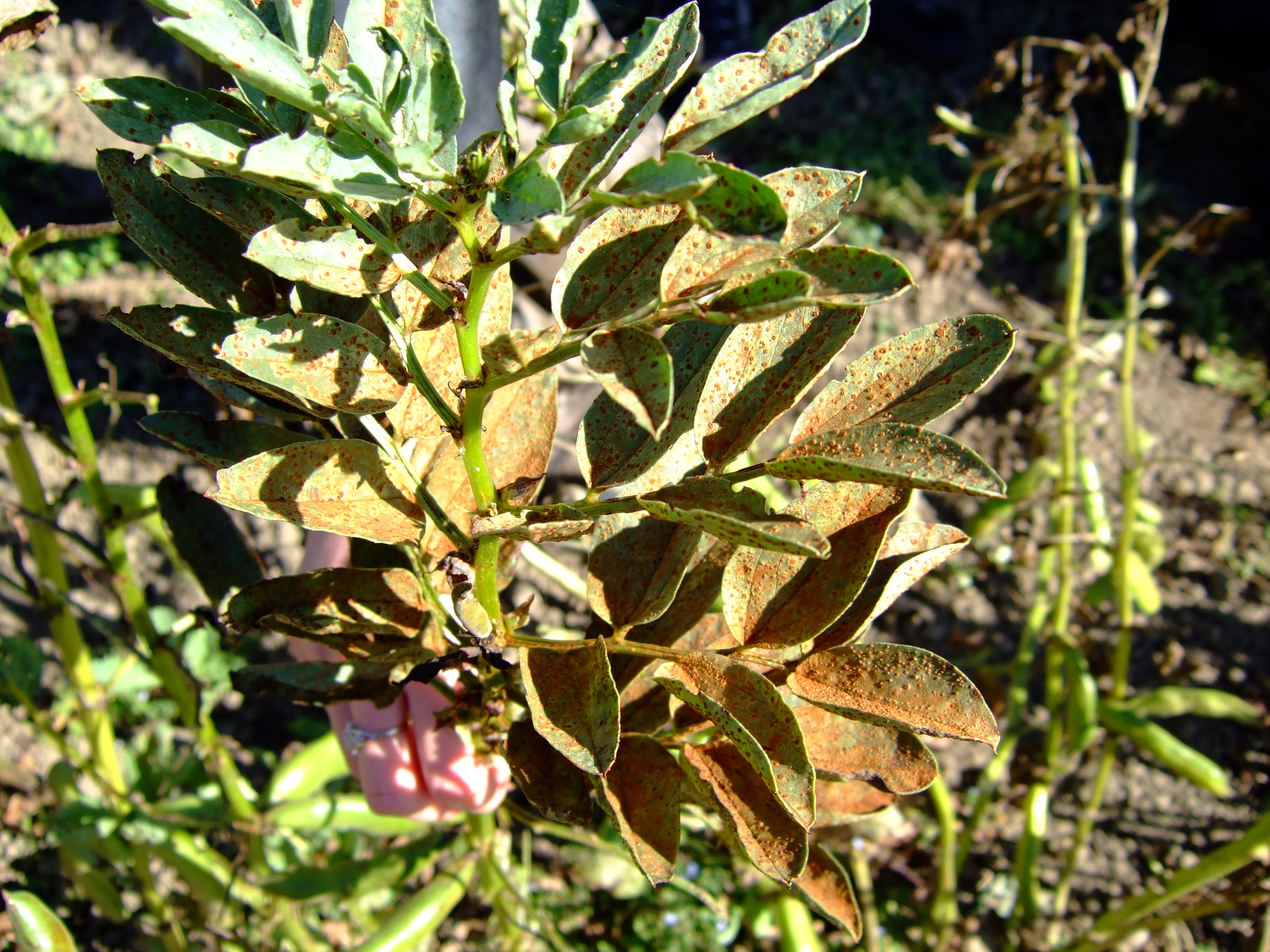 Leaf rust on plants фото 14