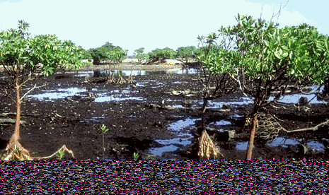 Swamps