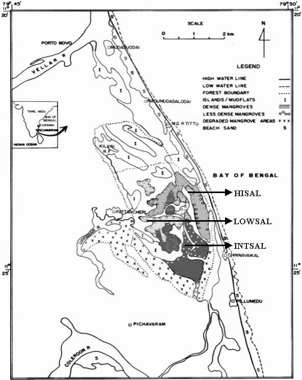 pichavaram ecosystem
