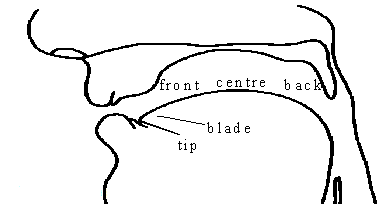 Cross section of the tongue showing principal points for speech production