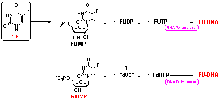 metabolism of 5-FU