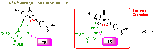 mechanism of action of 5-FU