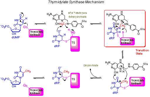mechanism of TS