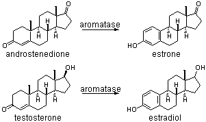 Biosynthesis of testosterone