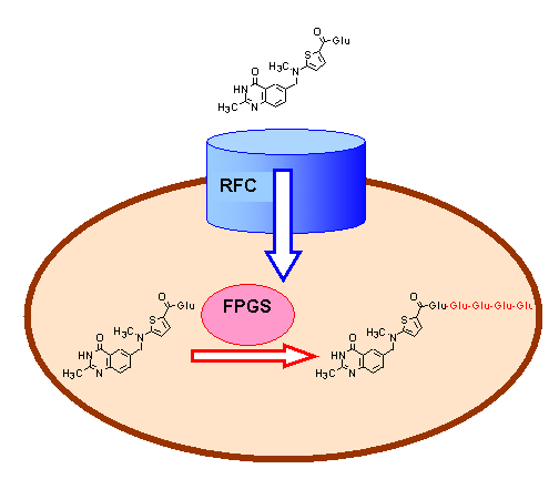 tomudex polyglutamation