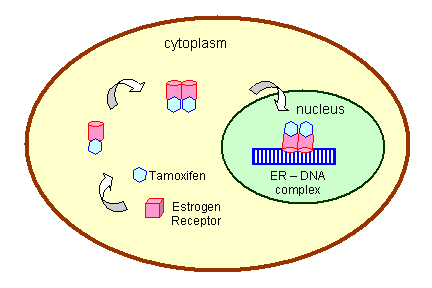 Testosterone cells