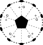 D5 stereograph