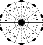 Stereograph