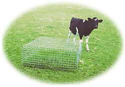 Photograph of calf and restrictive feeder