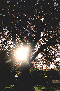 Sunlight through tree