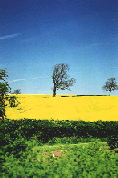 Tree in field