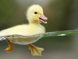 duck