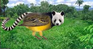 pandabird